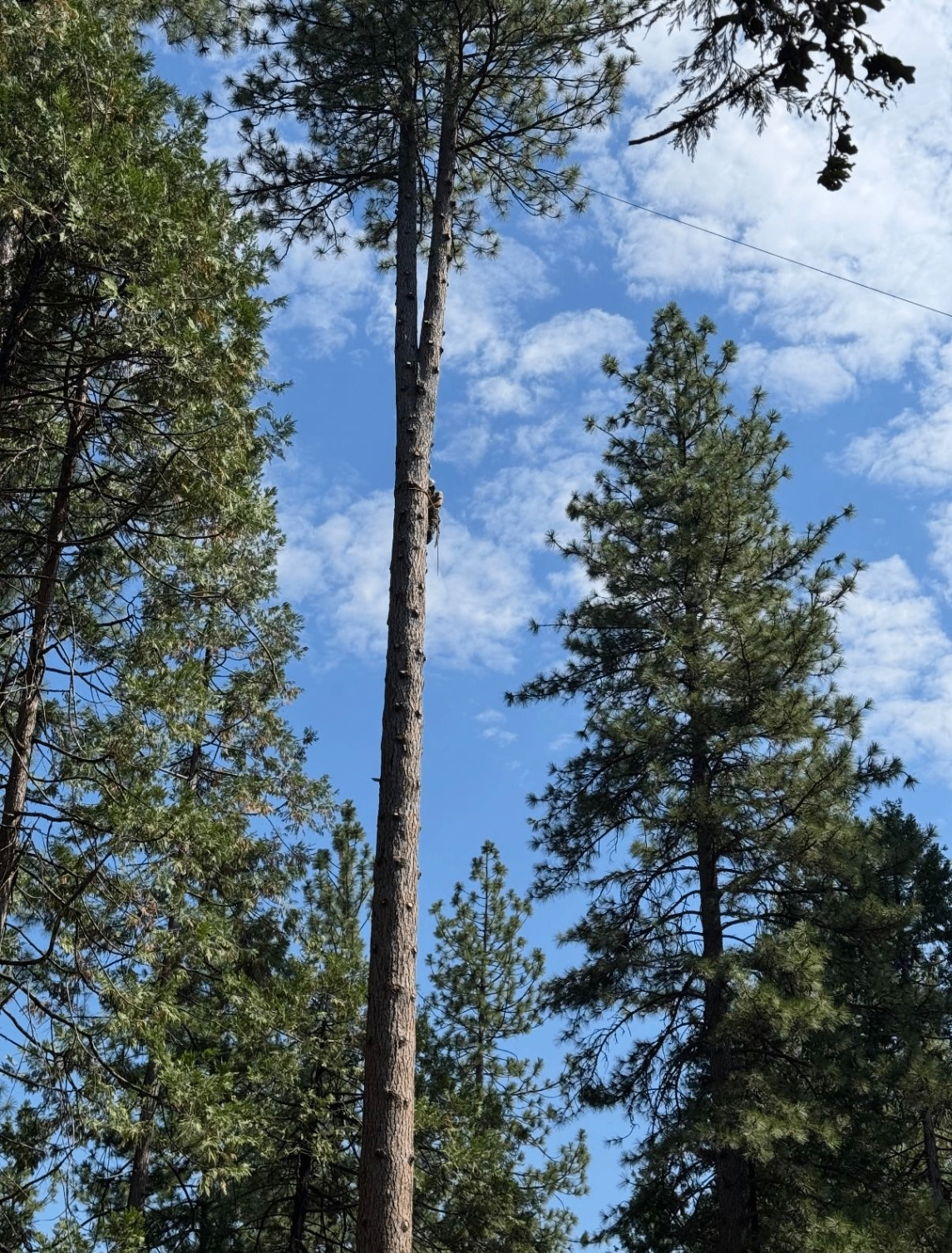 Tree climber ascending a tall pine