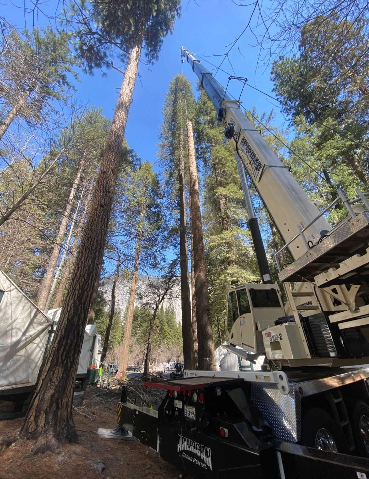 Crane-assisted tree removal in dense pine forest