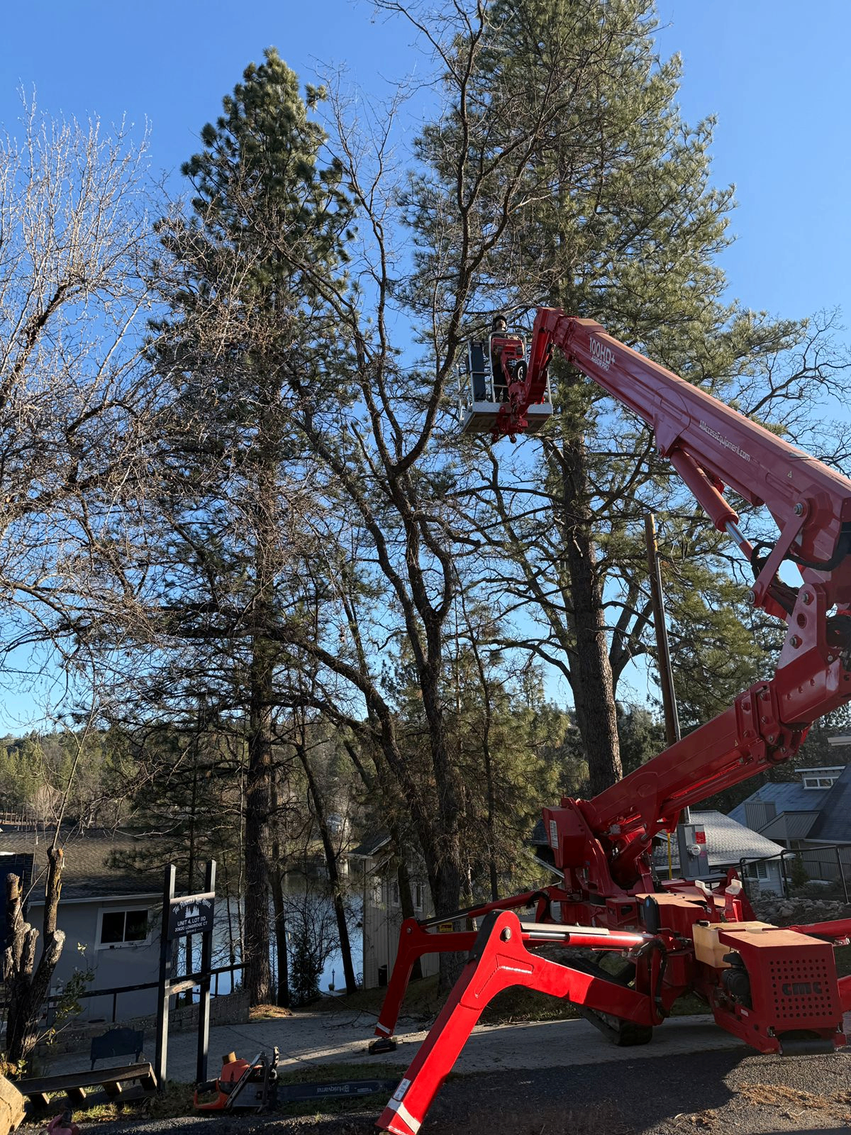 Tree Trimming & Pruning