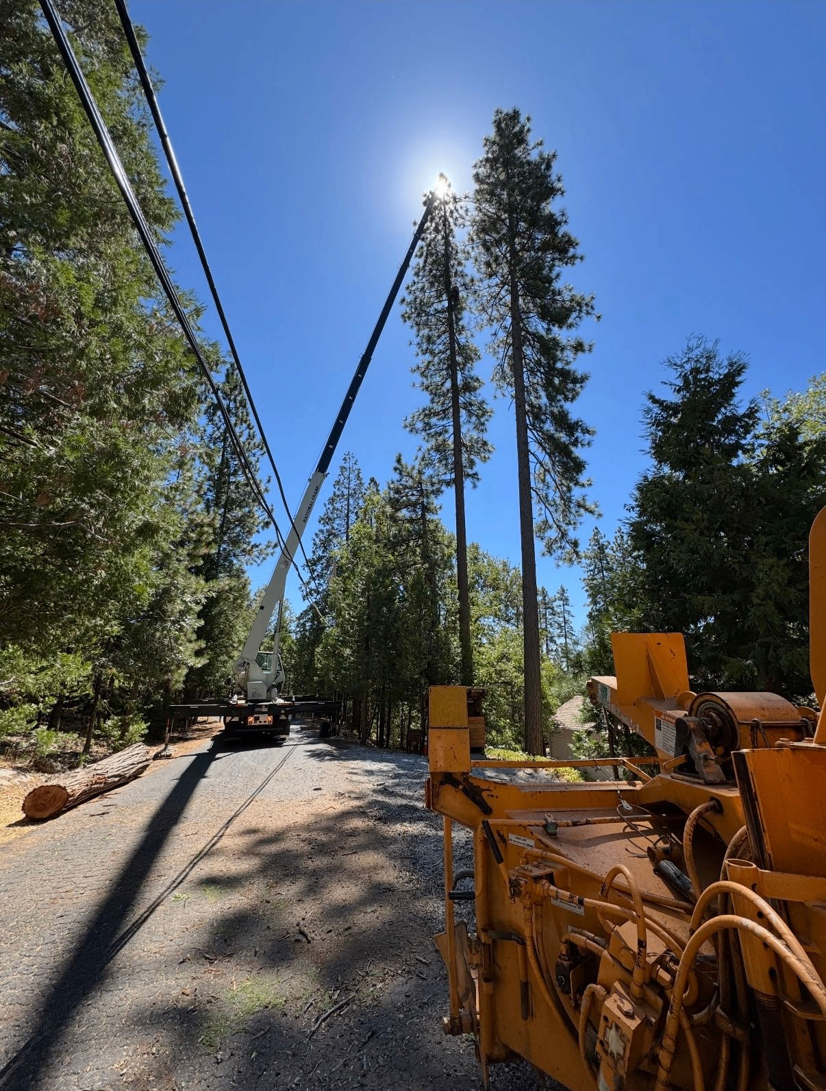 Roadside crane setup for tall pine removal