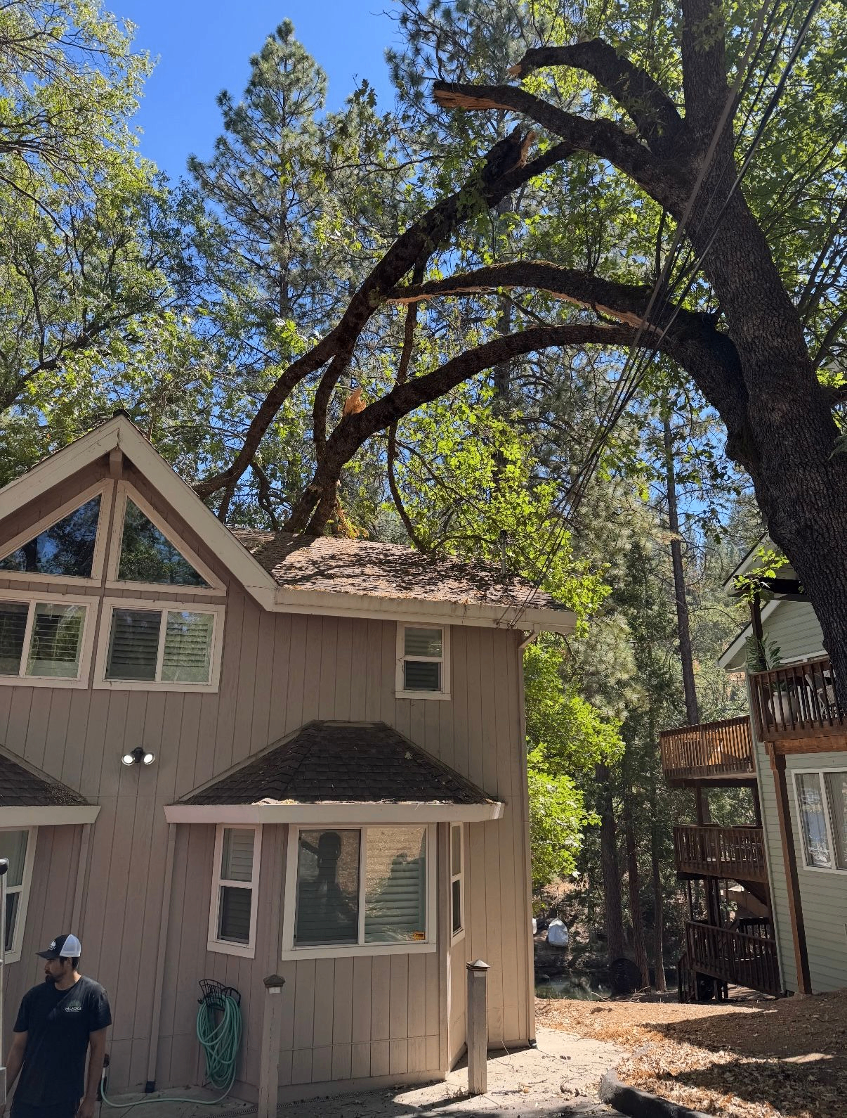 Storm-damaged tree leaning on home
